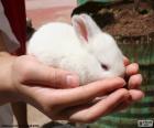 Beyaz tavşan, eller